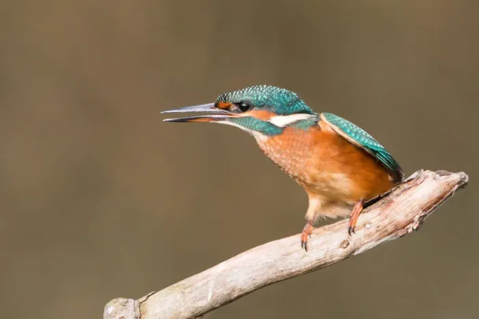 Framed Print : Common Kingfisher -Alcedo atthis-, young female, perched on a branch, threatening gesture, North Hesse, Hesse, Germany Framed Print : Common Kingfisher -Alcedo atthis-, young female, perched on a branch, threatening gesture, North Hesse, Hesse, Germany