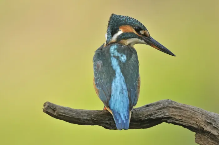 Framed Print : Common Kingfisher -Alcedo atthis-, Middle Elbe Biosphere Reserve near Dessau, Saxony-Anhalt, Germany, Europe Framed Print : Common Kingfisher -Alcedo atthis-, Middle Elbe Biosphere Reserve near Dessau, Saxony-Anhalt, Germany, Europe