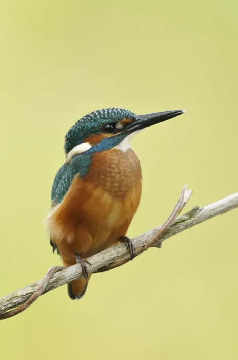 Framed Print : Common Kingfisher -Alcedo atthis-, Middle Elbe Biosphere Reserve near Dessau, Saxony-Anhalt, Germany, Europe
