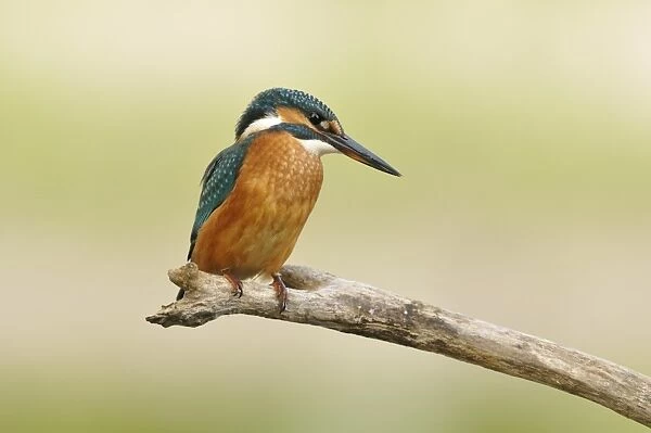 Common Kingfisher -Alcedo atthis-, Middle Elbe Biosphere Reserve near Dessau, Saxony-Anhalt, Germany, Europe