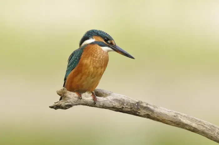 Framed Print : Common Kingfisher -Alcedo atthis-, Middle Elbe Biosphere Reserve near Dessau, Saxony-Anhalt, Germany, Europe