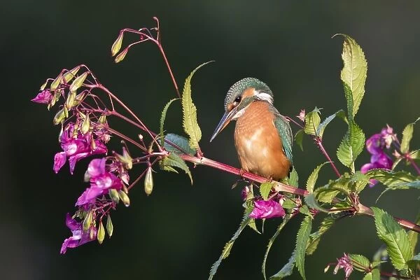Common kingfisher (Alcedo atthis), female, sits on branch of Springkraut (Impatiens glandulifera)