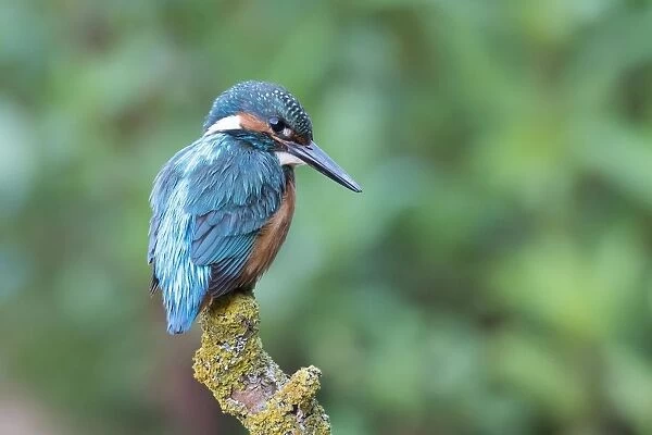 Common kingfisher (Alcedo atthis), male, on hide, Hesse, Germany