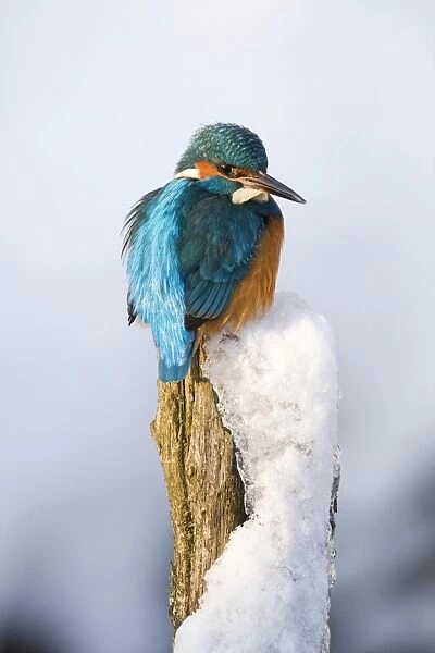 Common Kingfisher -Alcedo atthis- in winter on a perch, Germany