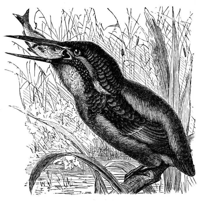 Framed Print : Common Kingfisher (Alcedo ispida) Framed Print : Common Kingfisher (Alcedo ispida)