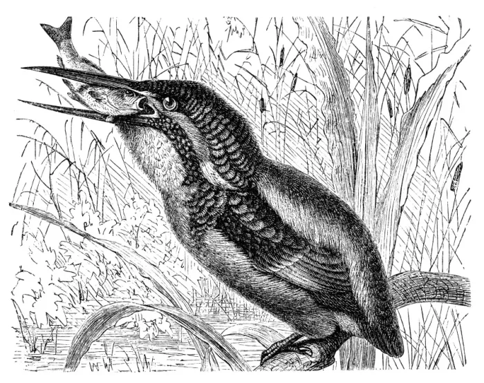 Framed Print : The common kingfisher, Eurasian kingfisher, river kingfisher (Alcedo atthis) Framed Print : The common kingfisher, Eurasian kingfisher, river kingfisher (Alcedo atthis)