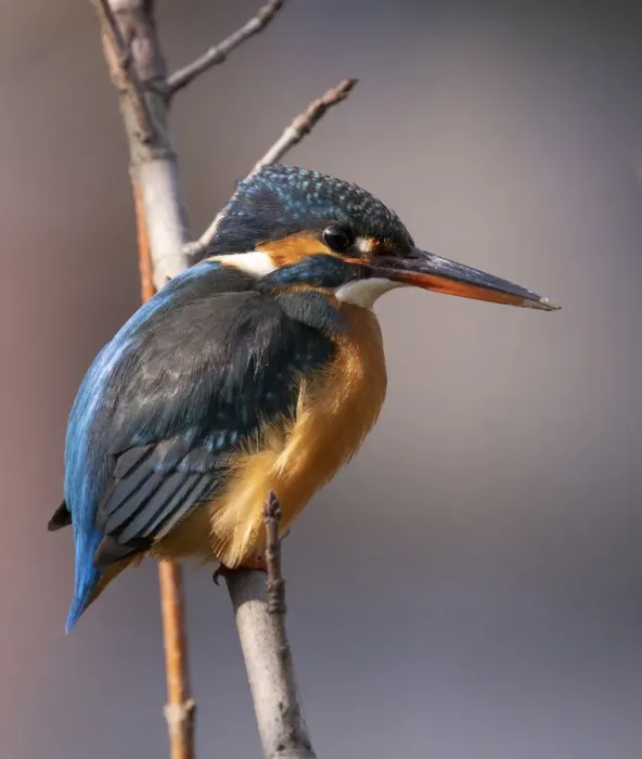 Framed Print : Common Kingfisher Male on a branch