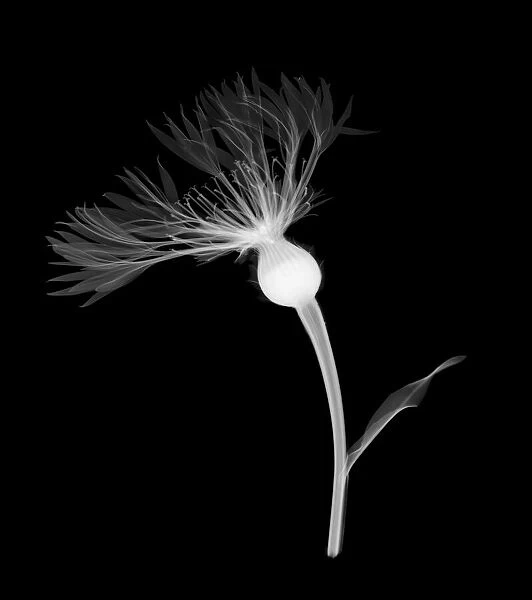 Common knapweed (Centaurea nigra), X-ray