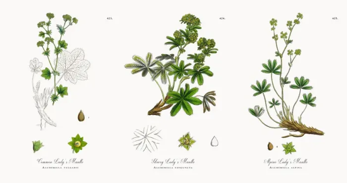 Framed Print : Common Ladyas Mantle, Alchemilla vulgaris, Victorian Botanical Illustration, 1863