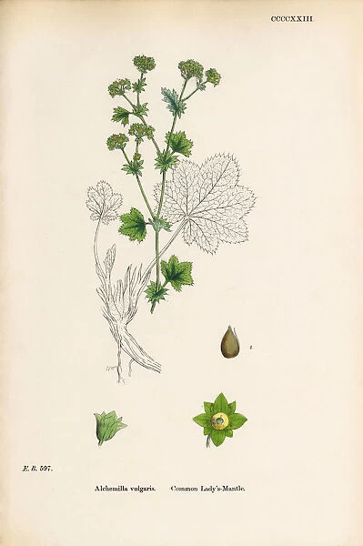 Common Ladyas Mantle, Alchemilla vulgaris, Victorian Botanical Illustration, 1863