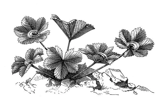 Common ladys mantle (Alchemilla vulgaris)