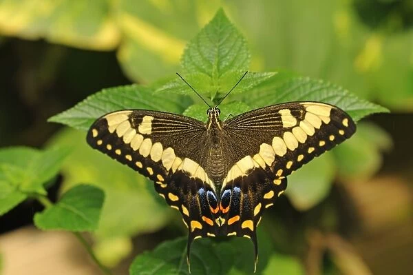 Common Lime Butterfly or Citrus Swallowtail -Papilio demoleus-, tropical butterfly, Australia