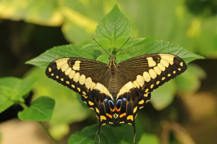Framed Print : Common Lime Butterfly or Citrus Swallowtail -Papilio demoleus-, tropical butterfly, Australia Framed Print : Common Lime Butterfly or Citrus Swallowtail -Papilio demoleus-, tropical butterfly, Australia