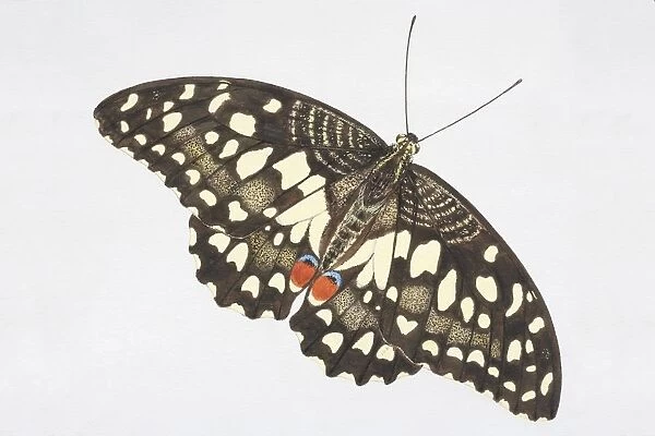 Common Lime butterfly (Papilio demoleus), black with light yellow speckles and red markings on hind wings