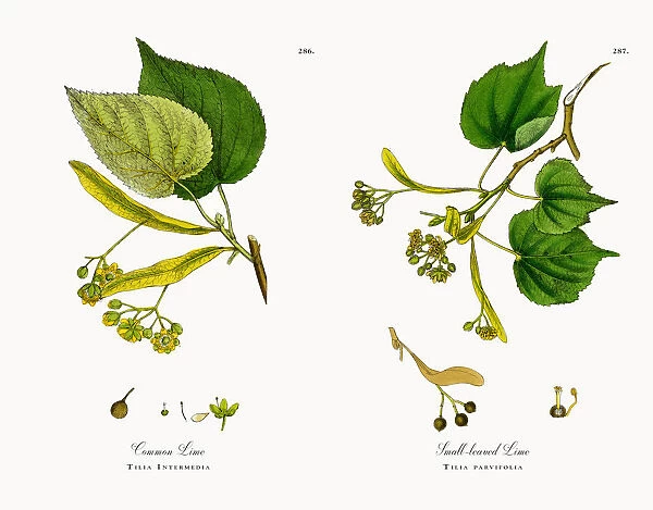 Common Lime, Tilia Intermedia, Victorian Botanical Illustration, 1863