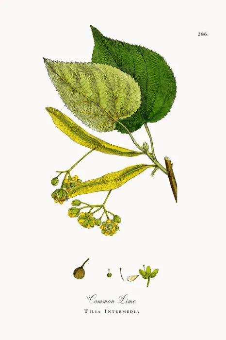 Framed Print : Common Lime, Tilia Intermedia, Victorian Botanical Illustration, 1863 Framed Print : Common Lime, Tilia Intermedia, Victorian Botanical Illustration, 1863