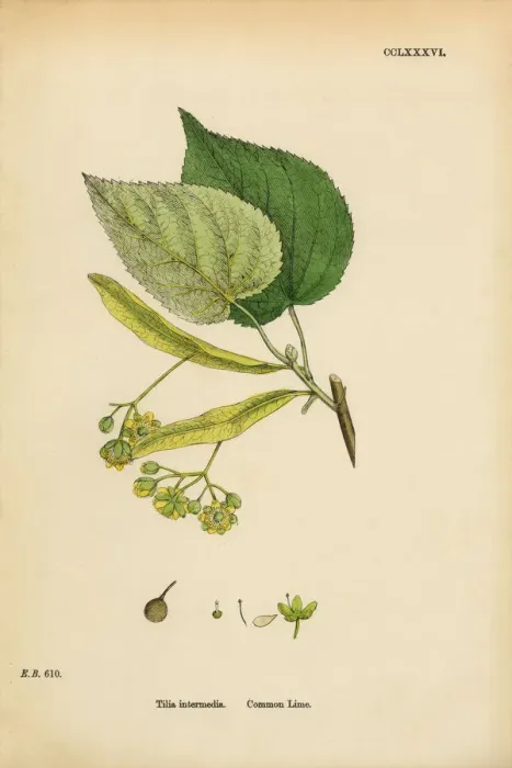 Framed Print : Common Lime, Tilia Intermedia, Victorian Botanical Illustration, 1863 Framed Print : Common Lime, Tilia Intermedia, Victorian Botanical Illustration, 1863