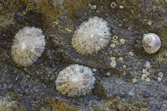 Framed Print : Common Limpets -Patella vulgata-, Department Cotes-dArmor, Brittany, France Framed Print : Common Limpets -Patella vulgata-, Department Cotes-dArmor, Brittany, France