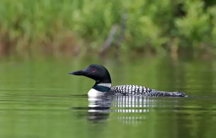 Framed Print : Common loon
