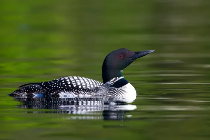 Framed Print : Common loon Framed Print : Common loon