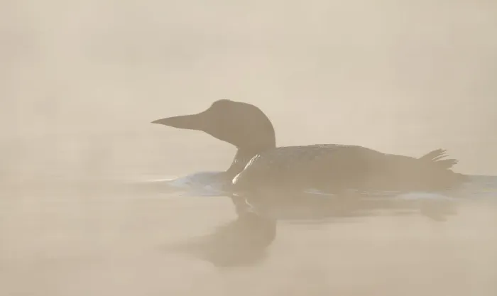 Framed Print : Common loon