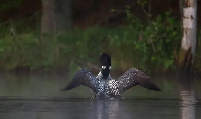 Framed Print : Common loon