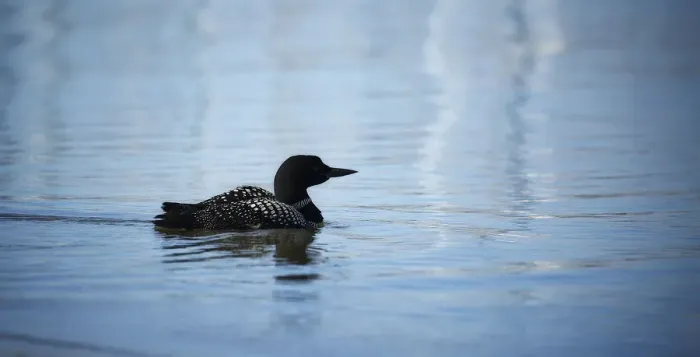 Framed Print : Common Loon Framed Print : Common Loon