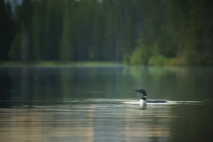 Framed Print : Common Loon Framed Print : Common Loon