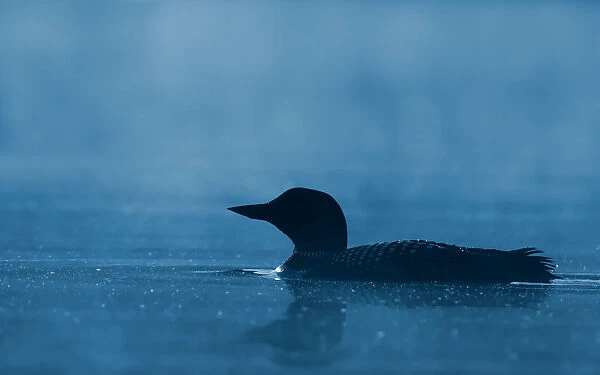Common loon in blue hour