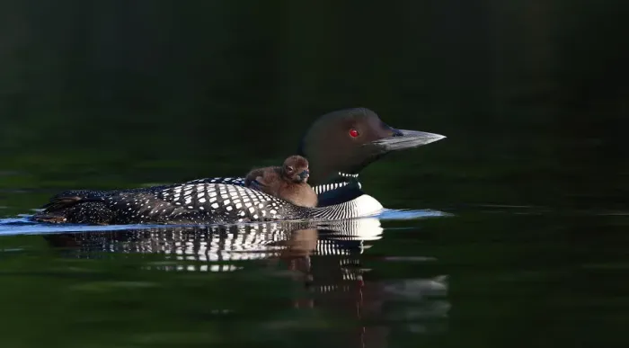 Framed Print : Common loon with chick Framed Print : Common loon with chick
