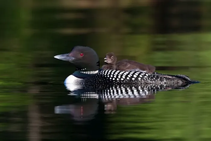 Framed Print : Common loon with chick Framed Print : Common loon with chick