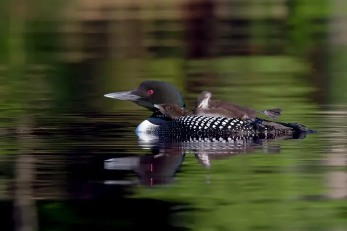 Framed Print : Common loon chick stretches Framed Print : Common loon chick stretches