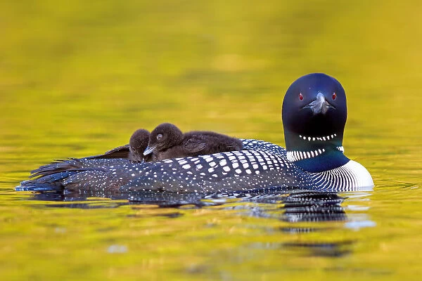 Common loon with two chicks