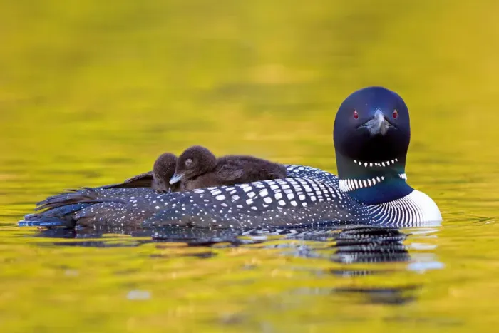 Framed Print : Common loon with two chicks Framed Print : Common loon with two chicks