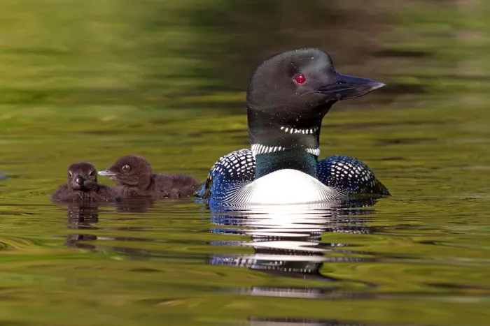 Framed Print : Common loon with two chicks Framed Print : Common loon with two chicks
