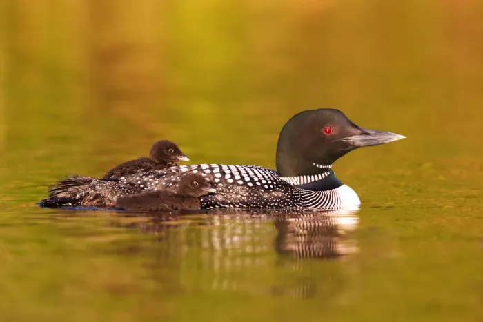 Framed Print : Common loon with two chicks Framed Print : Common loon with two chicks
