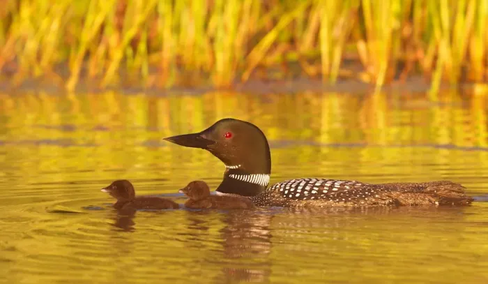 Framed Print : Common loon with two chicks Framed Print : Common loon with two chicks