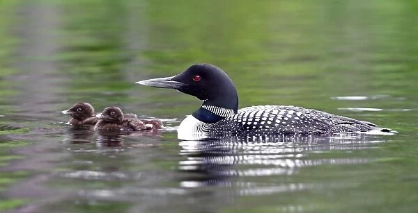 Common loon with chicks