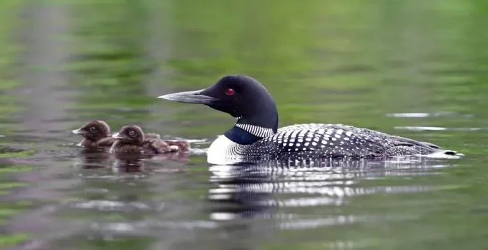 Framed Print : Common loon with chicks Framed Print : Common loon with chicks