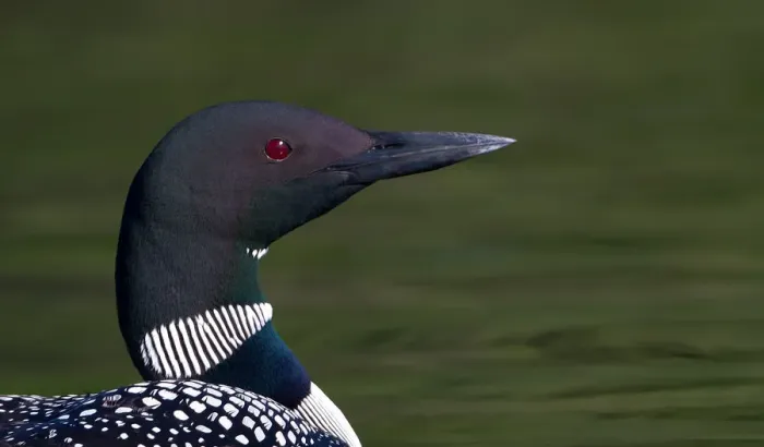 Framed Print : Common loon close-up Framed Print : Common loon close-up