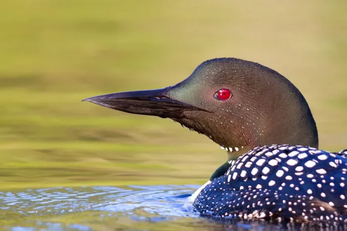 Framed Print : Common loon closeup Framed Print : Common loon closeup