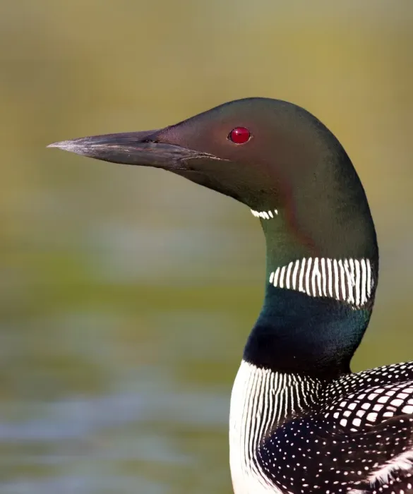 Framed Print : Common loon colours of neck