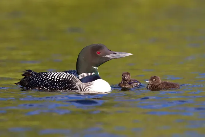Framed Print : Common loon family