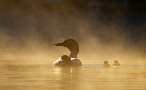 Common loon family in the fog