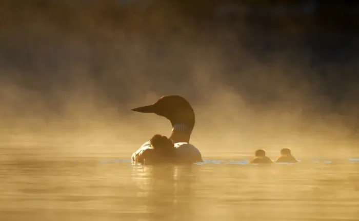 Framed Print : Common loon family in the fog Framed Print : Common loon family in the fog