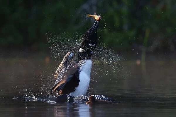 Common loon with fish