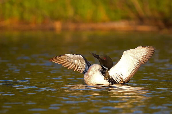 Common loon flapping wings