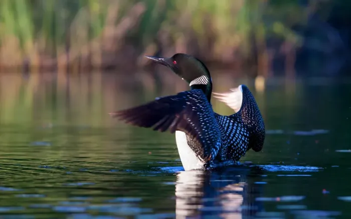 Framed Print : Common loon flapping its wings in the morning