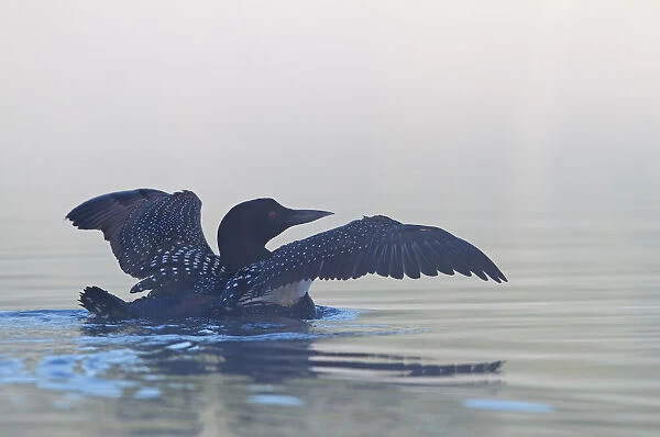 Common loon in fog