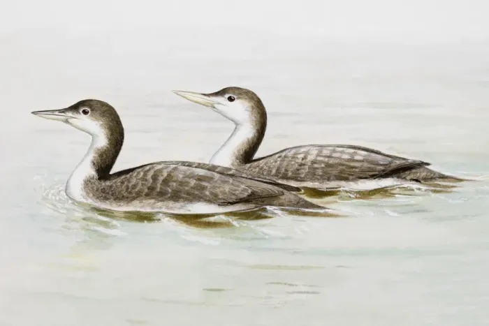 Framed Print : Common loon (Gavia immer), two birds in the water, side view Framed Print : Common loon (Gavia immer), two birds in the water, side view